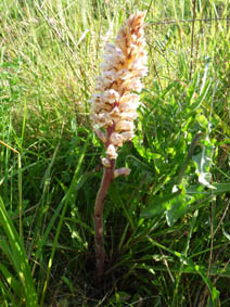 Orobanche hederae